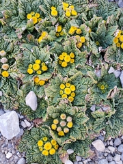 Senecio repens