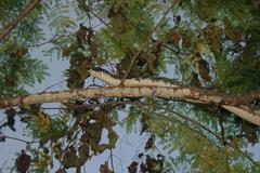 Drymarchon melanurus