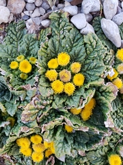 Senecio repens