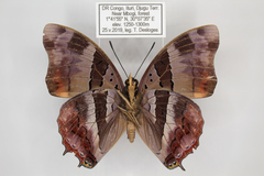 Charaxes anticlea adusta