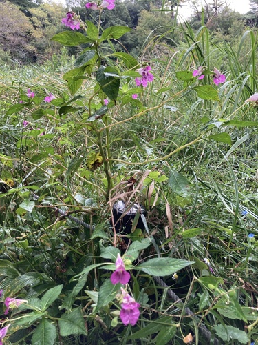 Image of Impatiens textorii by (c) r_rporter, some rights reserved (CC BY)