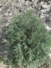 Juniperus polycarpos
