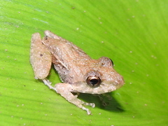 Diasporus diastema