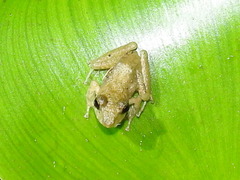 Diasporus diastema