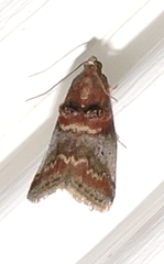 Acrobasis angusella