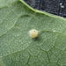 Cupped Spangle Gall Wasp - Photo (c) migallel, some rights reserved (CC BY-SA), uploaded by migallel