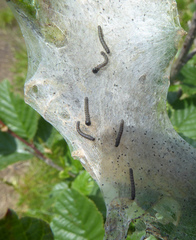 Eriogaster arbusculae