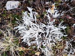 Thamnolia vermicularis vermicularis