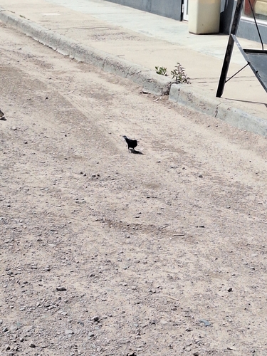Shiny Cowbird