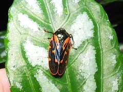 Mahanarva costaricensis