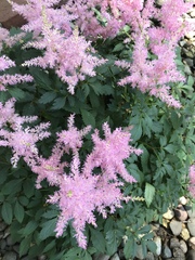 Astilbe
