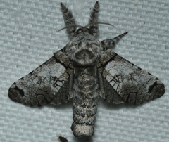 Inguromorpha basalis