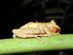 Pristimantis cruentus