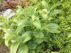 Veratrum viride