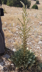 Verbascum