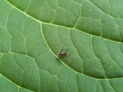 Setomima nitida