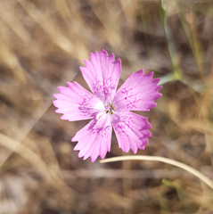 Dianthus