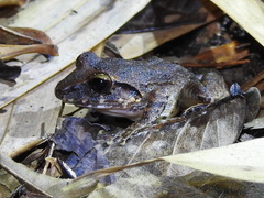 Craugastor stejnegerianus