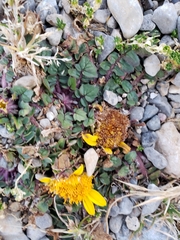 Senecio condimentarius