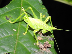 Copiphora rhinoceros