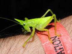 Copiphora rhinoceros