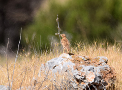 Melanocorypha bimaculata