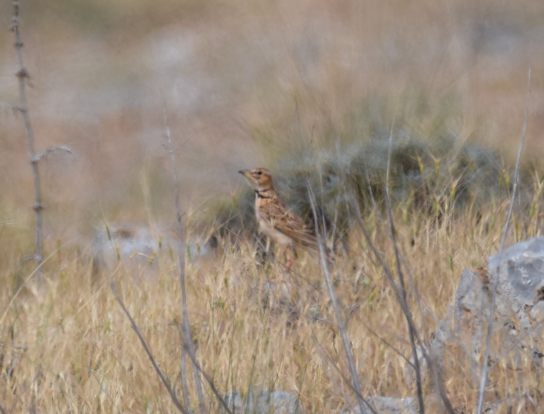Bimaculated Lark