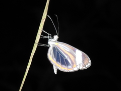 Dismorphia theucharila fortunata
