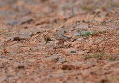 Melanocorypha bimaculata