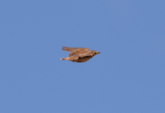 Melanocorypha bimaculata