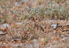 Calandrella brachydactyla