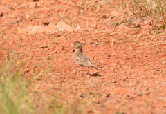 Calandrella brachydactyla
