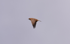 Calandrella brachydactyla