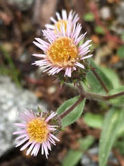Erigeron nivalis