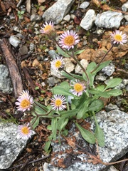 Erigeron nivalis