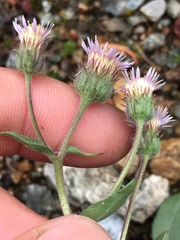 Erigeron nivalis