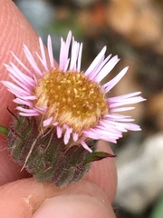 Erigeron nivalis