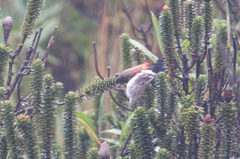 Oreotrochilus chimborazo