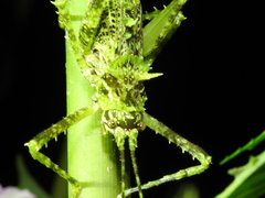 Championica montana
