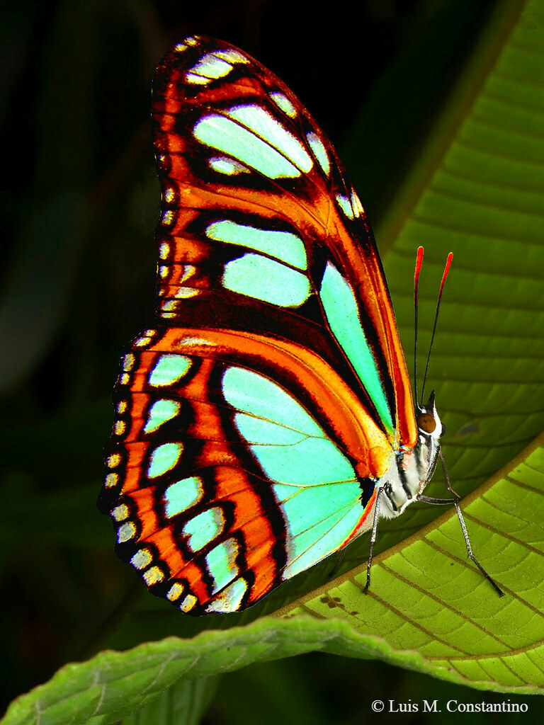 Philaethria constantinoi
