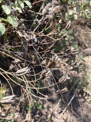 Western Columbine winter