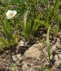 Calochortus subalpinus