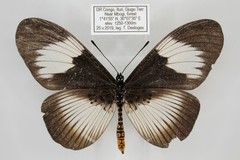 Acraea ducarmei