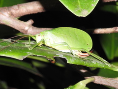 Lophaspis