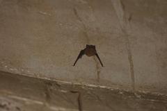 Balantiopteryx plicata