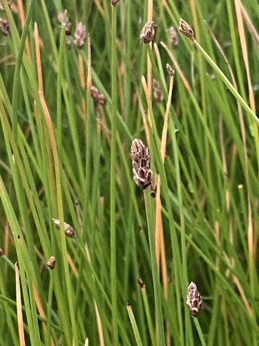 Image of Eleocharis kamtschatica by (c) Maria Khoreva, some rights reserved (CC BY)