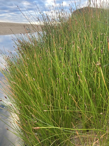 Image of Eleocharis kamtschatica by (c) Maria Khoreva, some rights reserved (CC BY)