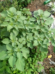 Physalis angulata