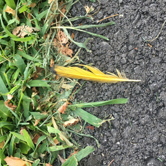 Colaptes auratus auratus