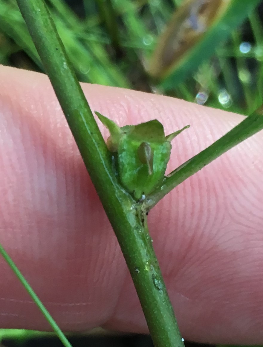 Ludwigia lanceolata